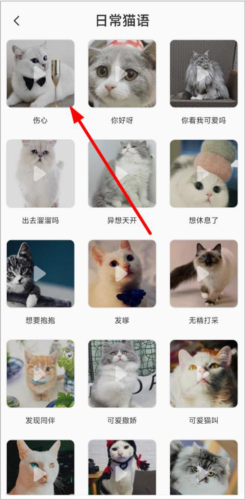 图饰猫翻译图片4