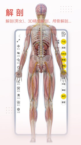 3Dbody艺用1